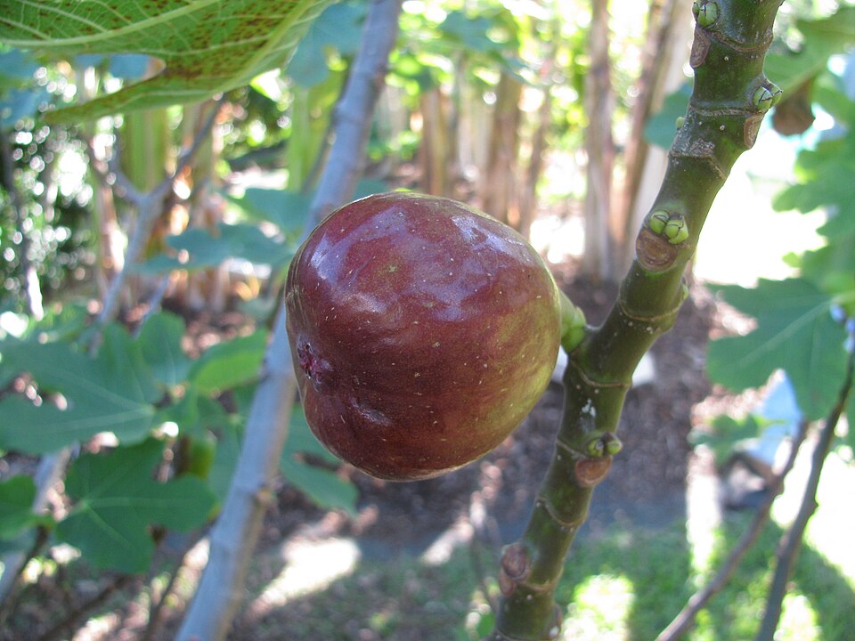 Brown Turkey figs
