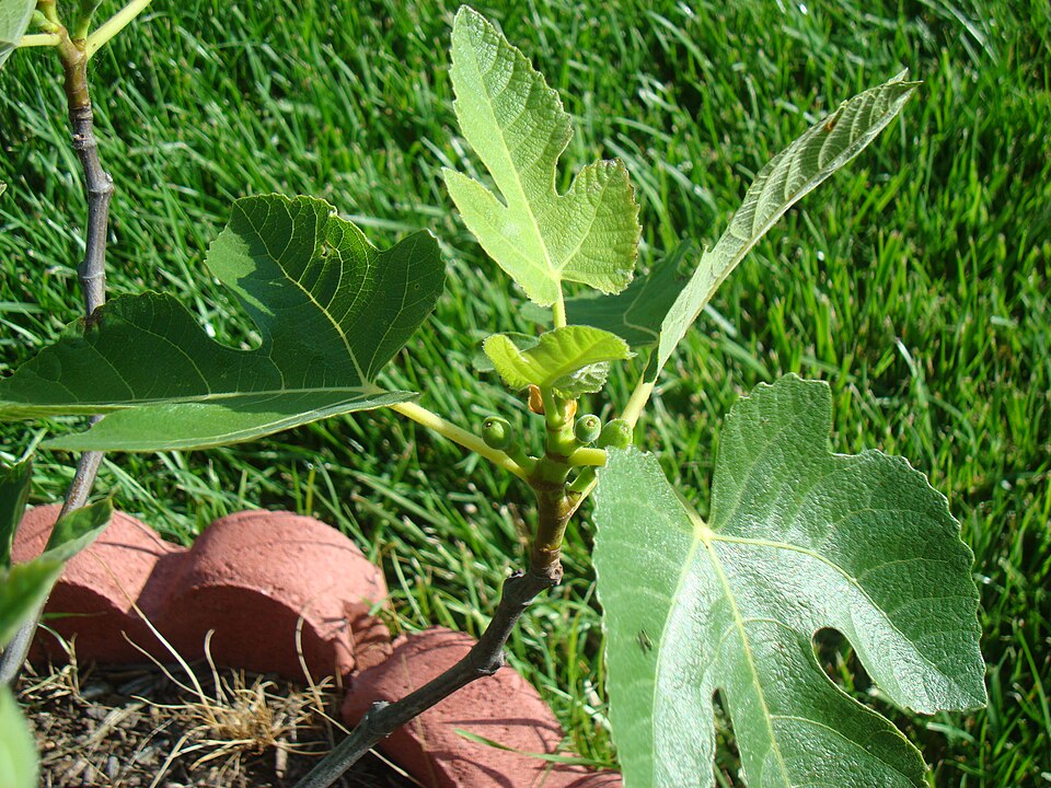 Young Celeste fig tree